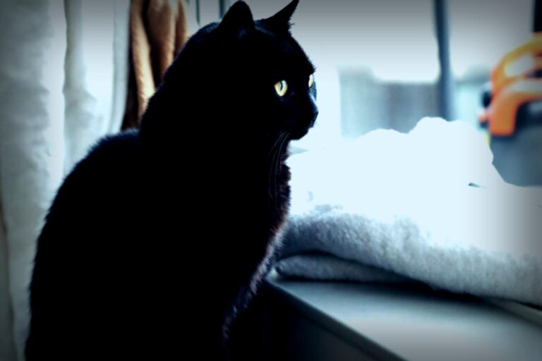 Vivre avec un chat en cas d’allergie : est-ce faisable ?